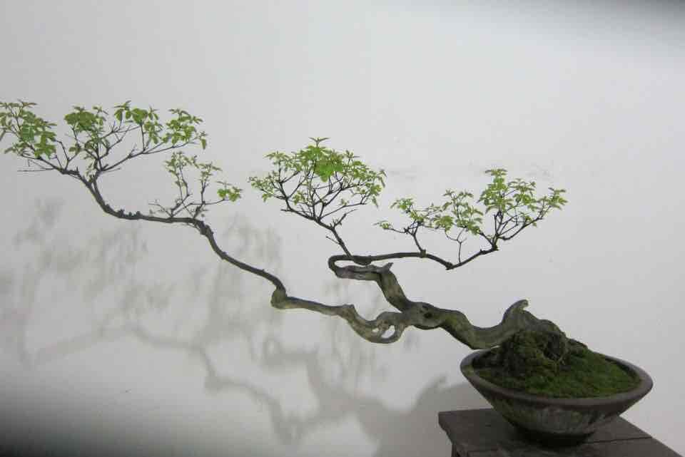 zhongguihai (zhongguihai.lens) Lens social identity (.lens handle) PFP