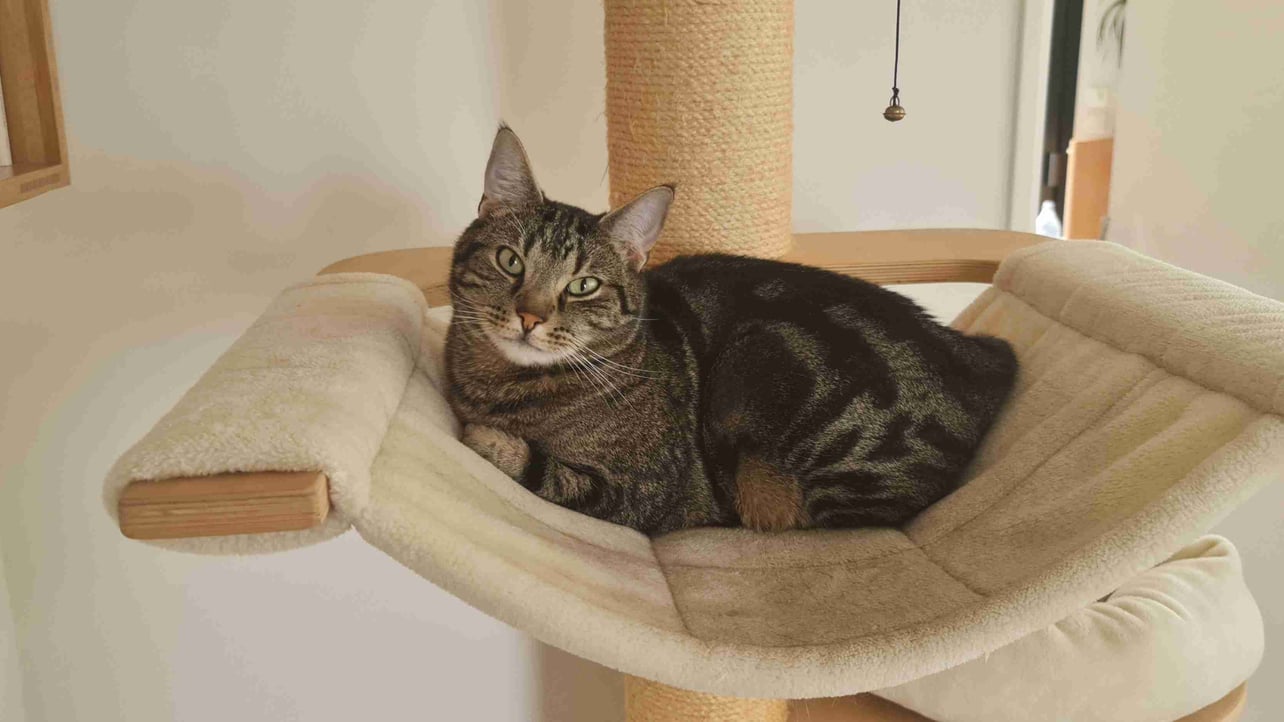 Sibange (sibange.lens) Lens social identity (.lens handle) PFP