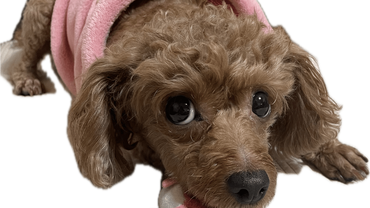 Dobee pfp