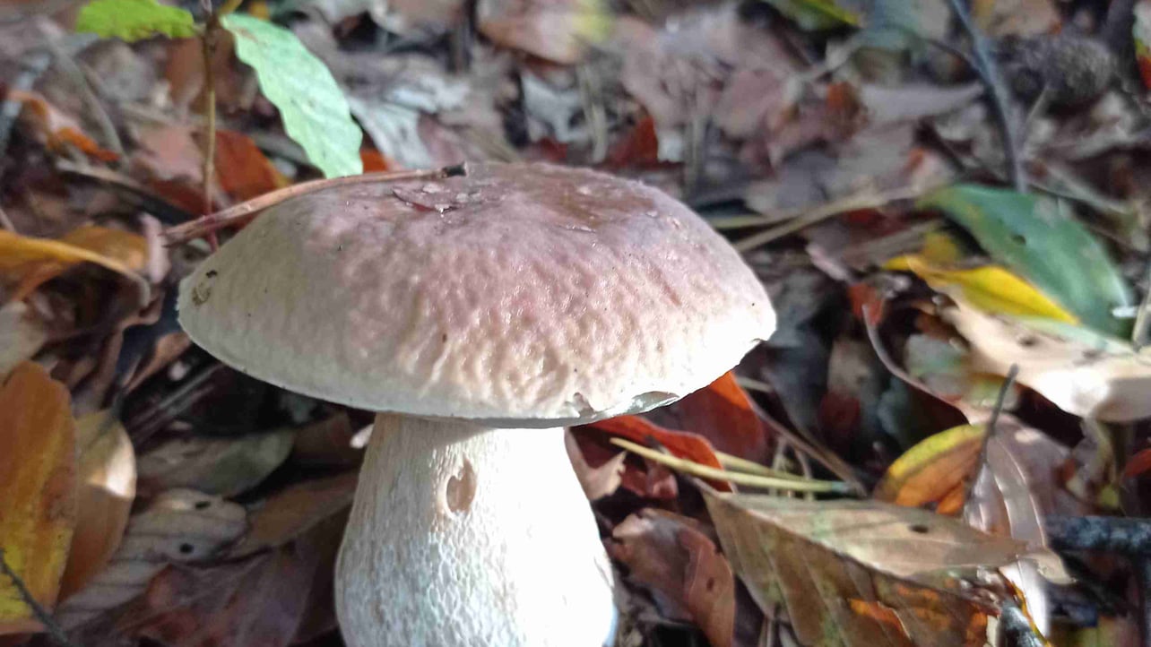 crypto917 Farcaster social identity (Fname handle) PFP