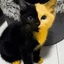 Bicat