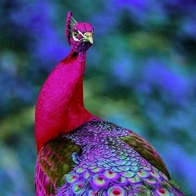 Punitha pfp