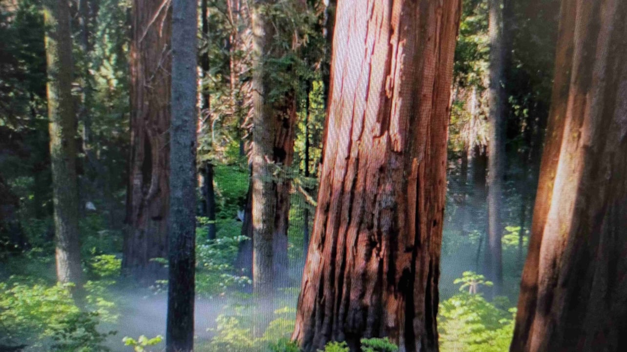 lizaa (lizaa.lens) Lens social identity (.lens handle) PFP