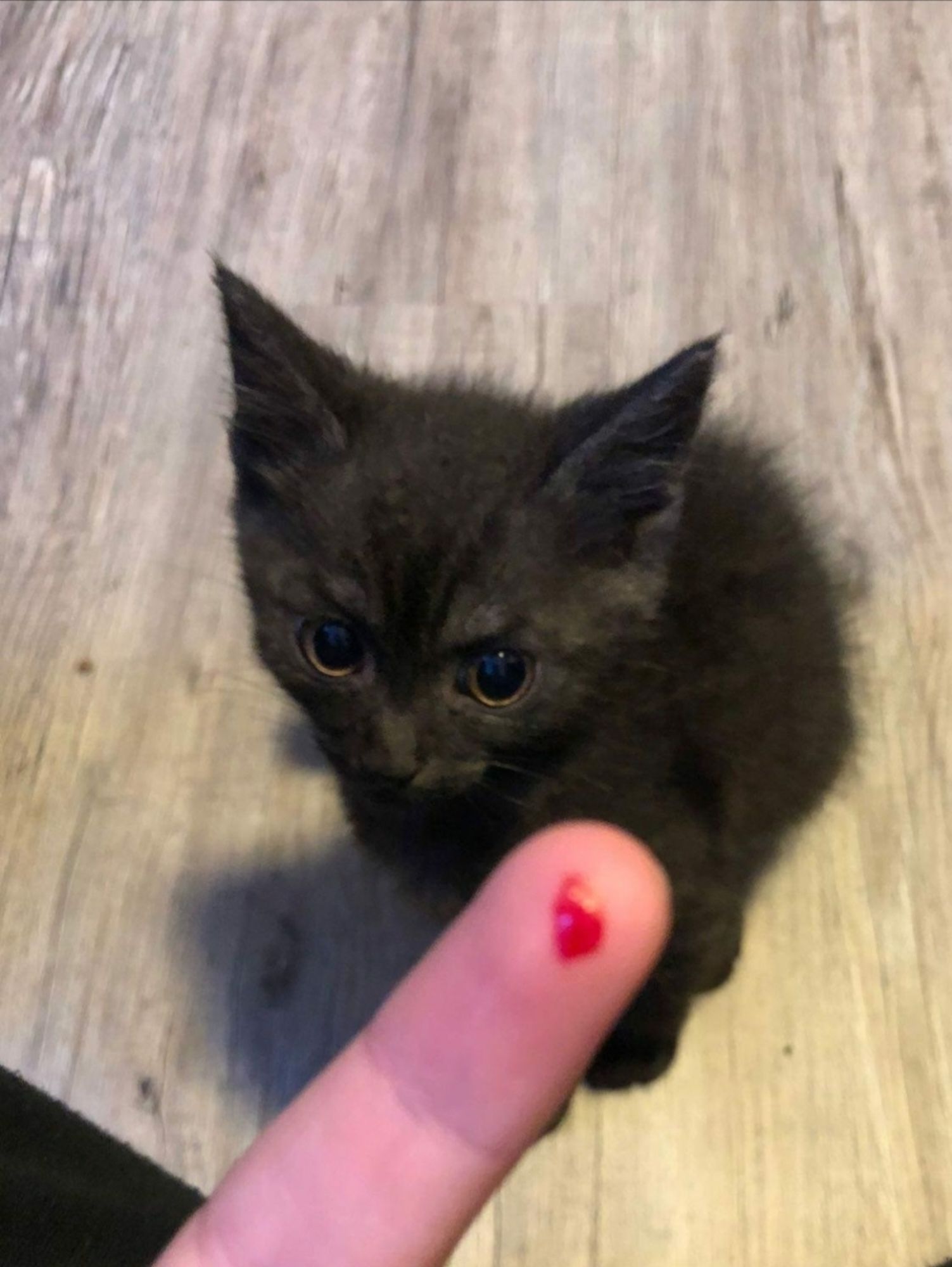 Embed from @burr.eth