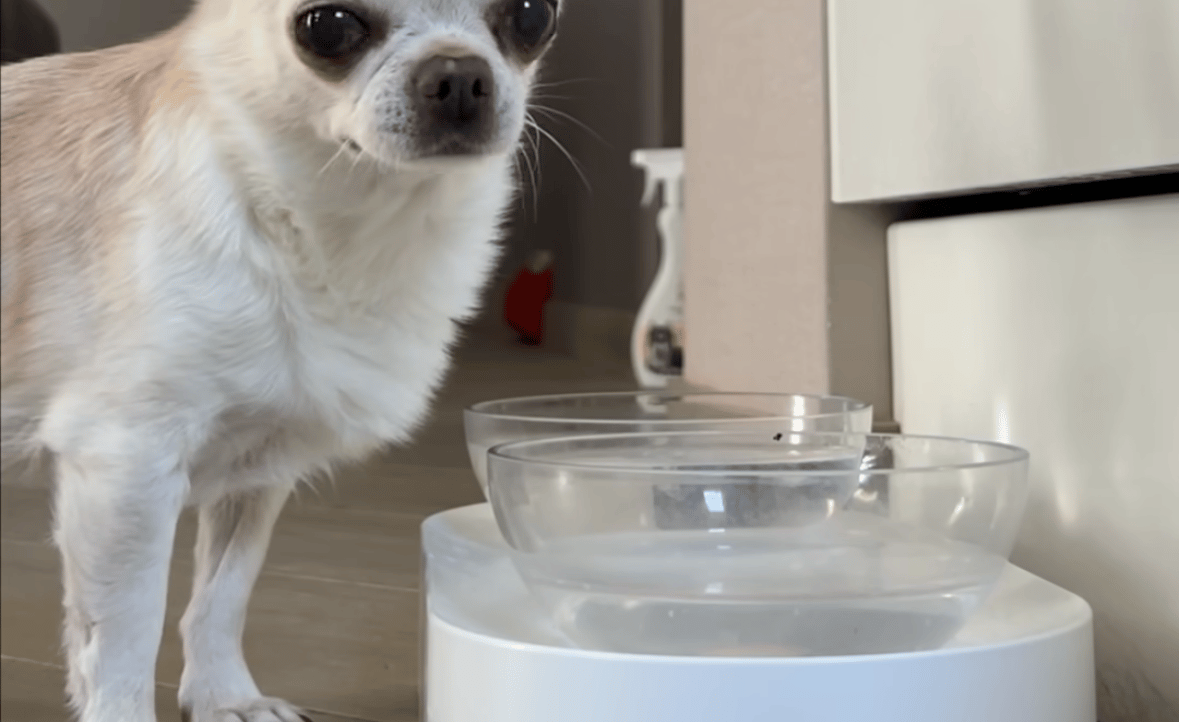 marchellkin.lens Lens social identity (.lens handle) PFP