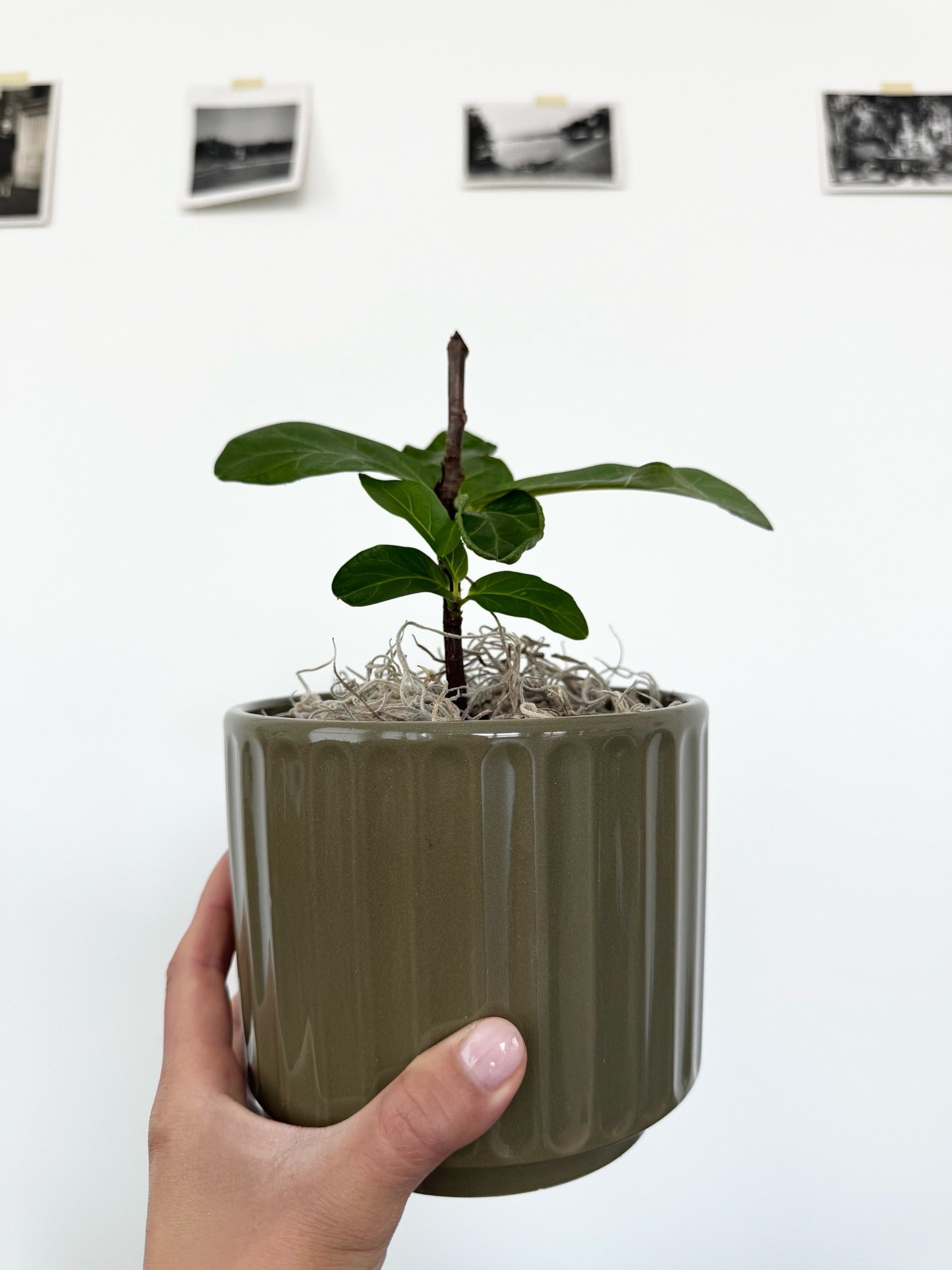 Embed from @patriciaxlee.eth