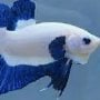 Akmalmr9 pfp