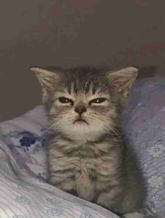 Andro Beluci (supergangster.lens) Lens social identity (.lens handle) PFP