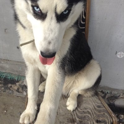 andrii (kai1981.lens) Lens social identity (.lens handle) PFP