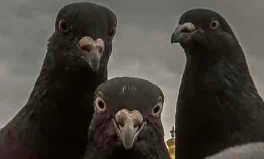 Eggsy (eggsy) Farcaster social identity (Fname handle) PFP