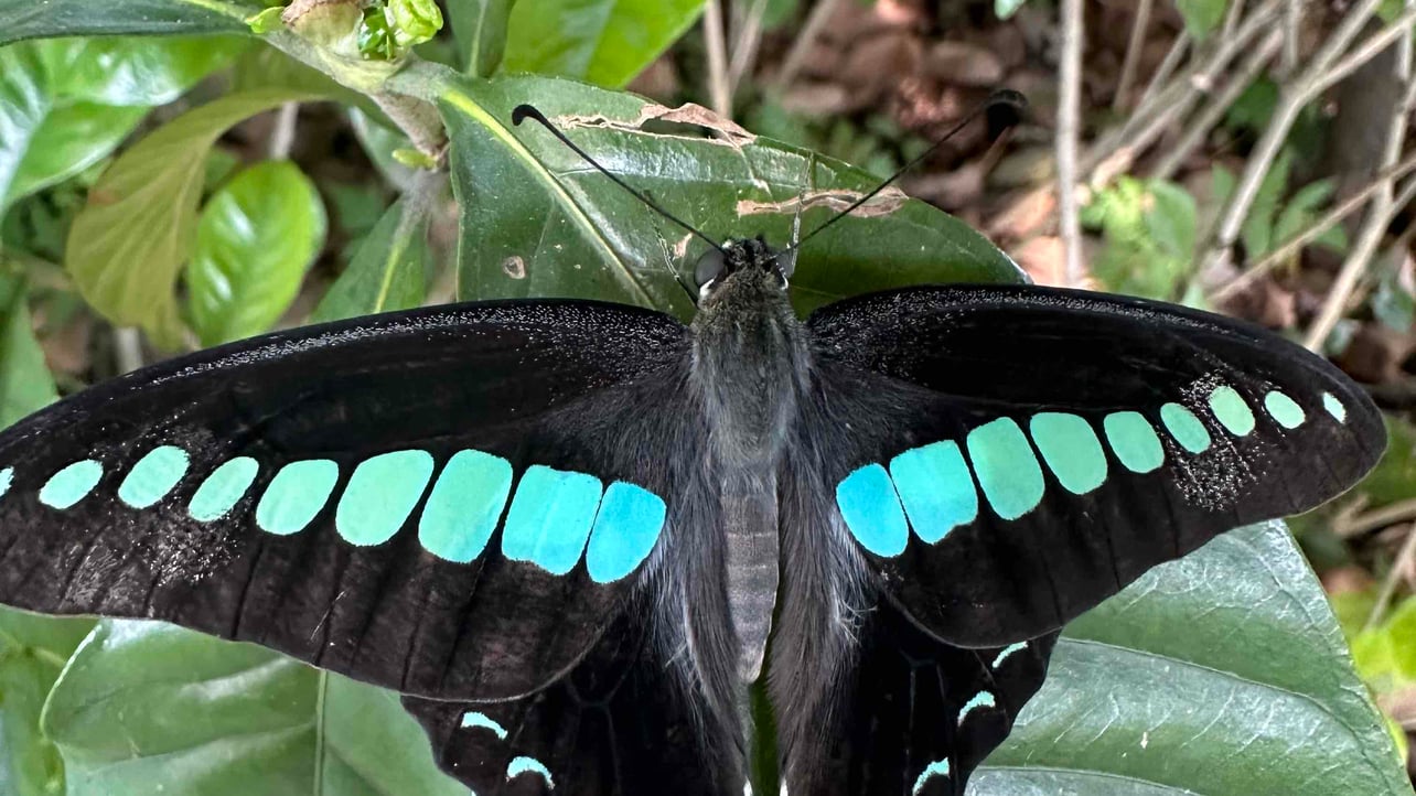 Lorenzo (lorenzoking) Farcaster social identity (Fname handle) PFP