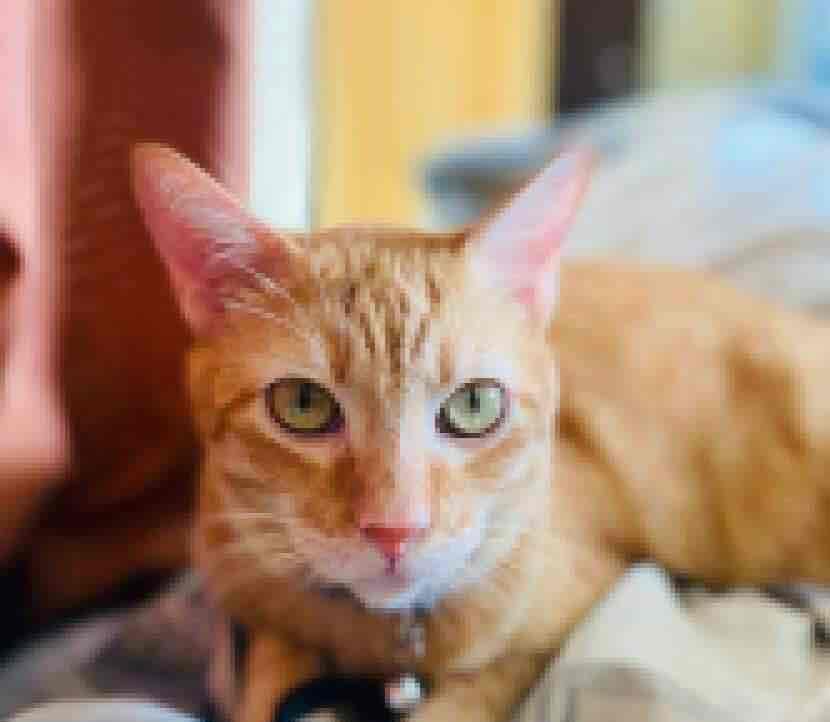 Gingerpogi pfp