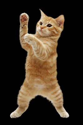 cat dance