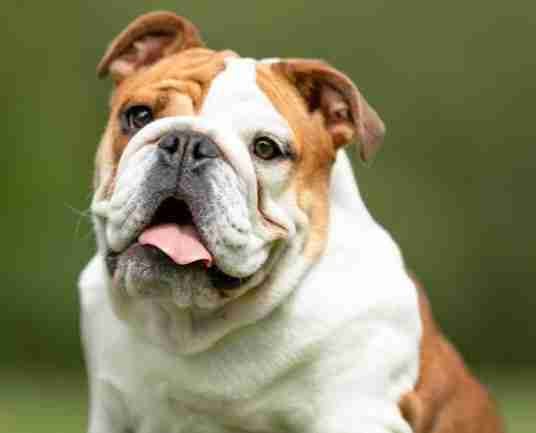 roo (routineday.lens) Lens social identity (.lens handle) PFP