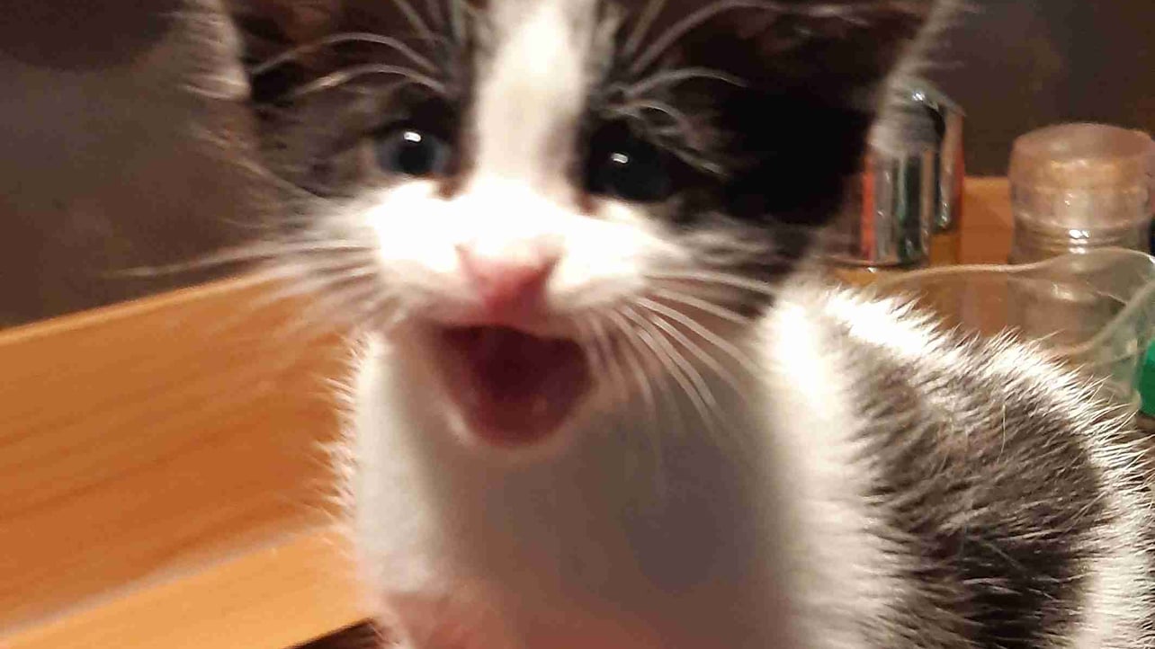 cryptochat.lens Lens social identity (.lens handle) PFP