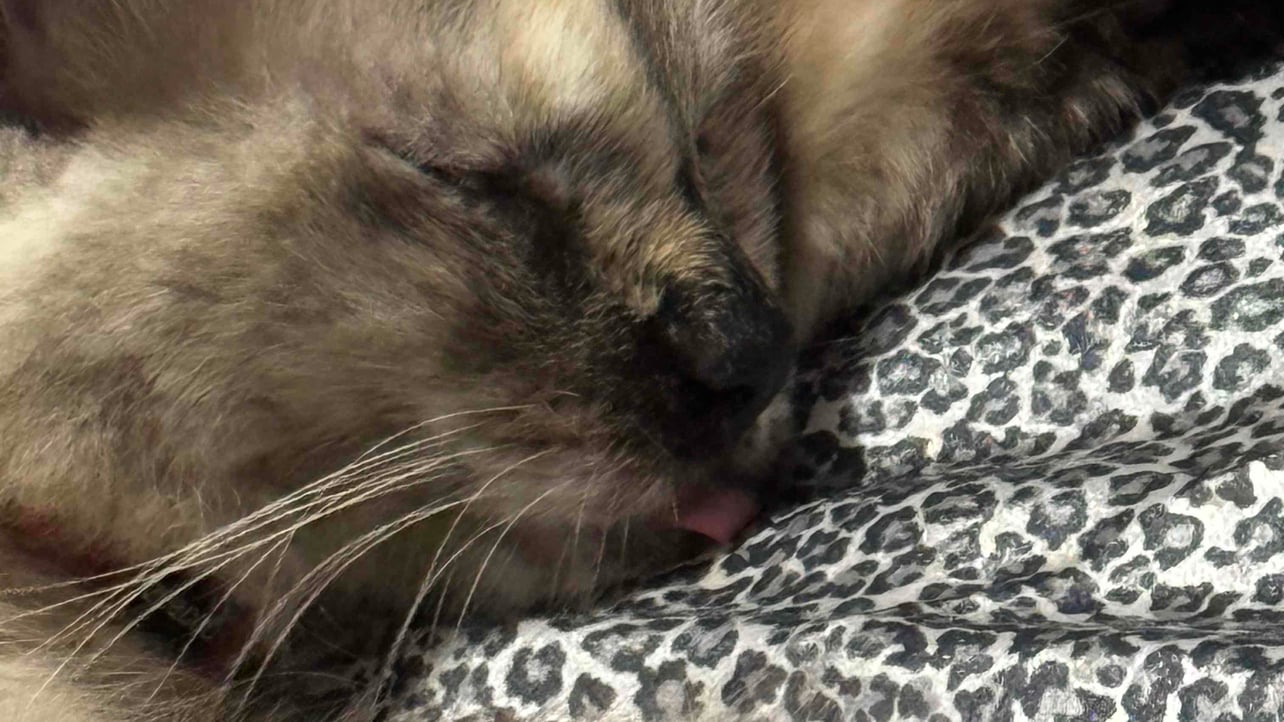 CutAtomic (cutatomic.lens) Lens social identity (.lens handle) PFP