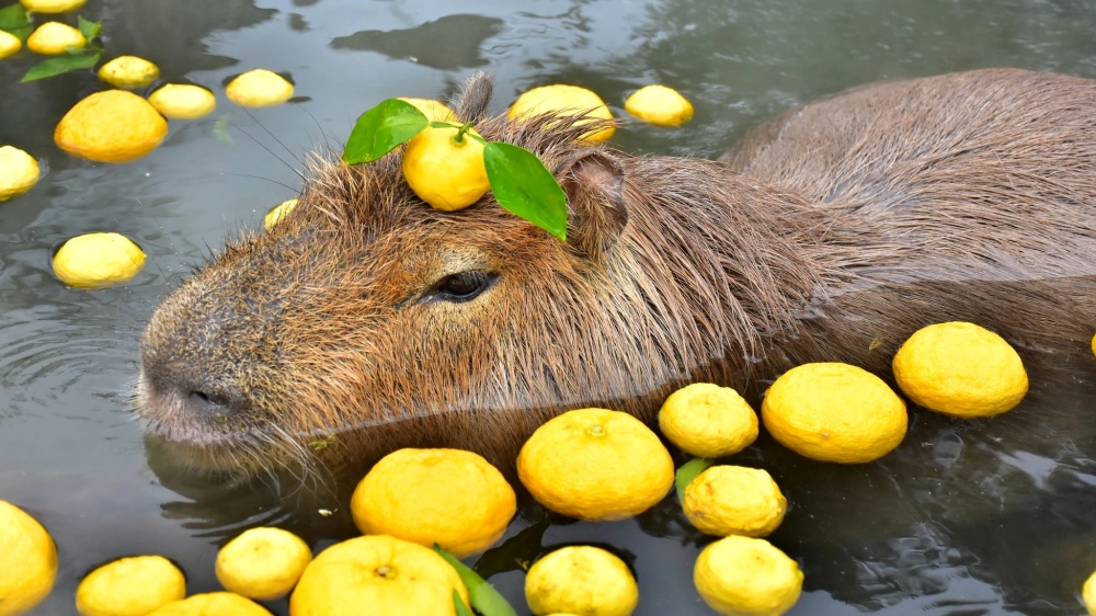 Capybara pfp