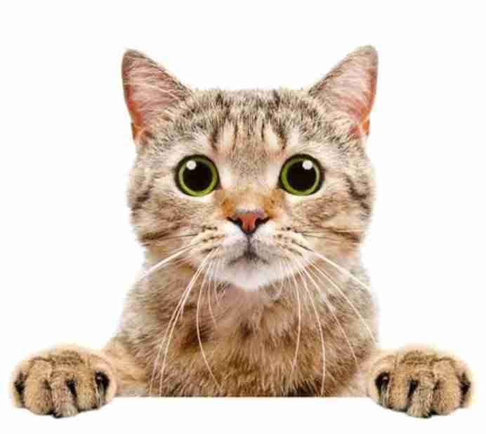 Alex (alexlulucat.lens) Lens social identity (.lens handle) PFP