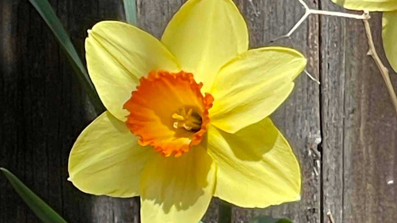 pediatra.linea.eth Linea Name Service (.linea.eth domains) based on ENS PFP