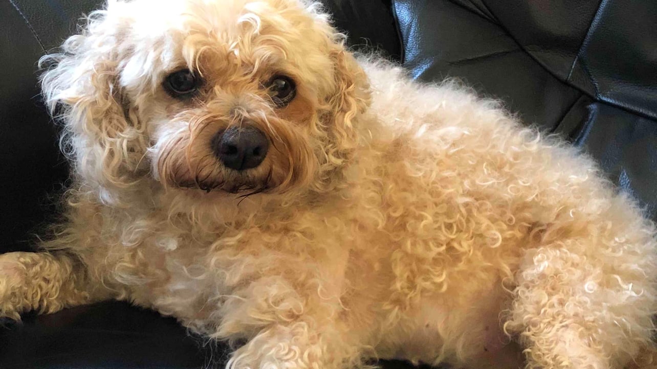 Clingatastics (clingat.lens) Lens social identity (.lens handle) PFP