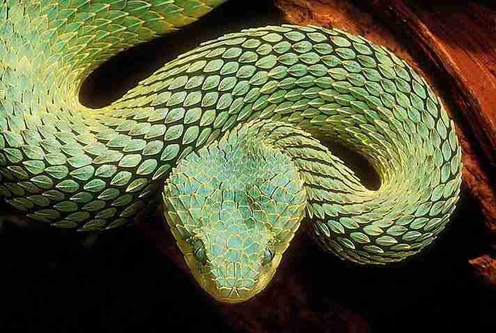 Oleg Viper🐍 pfp