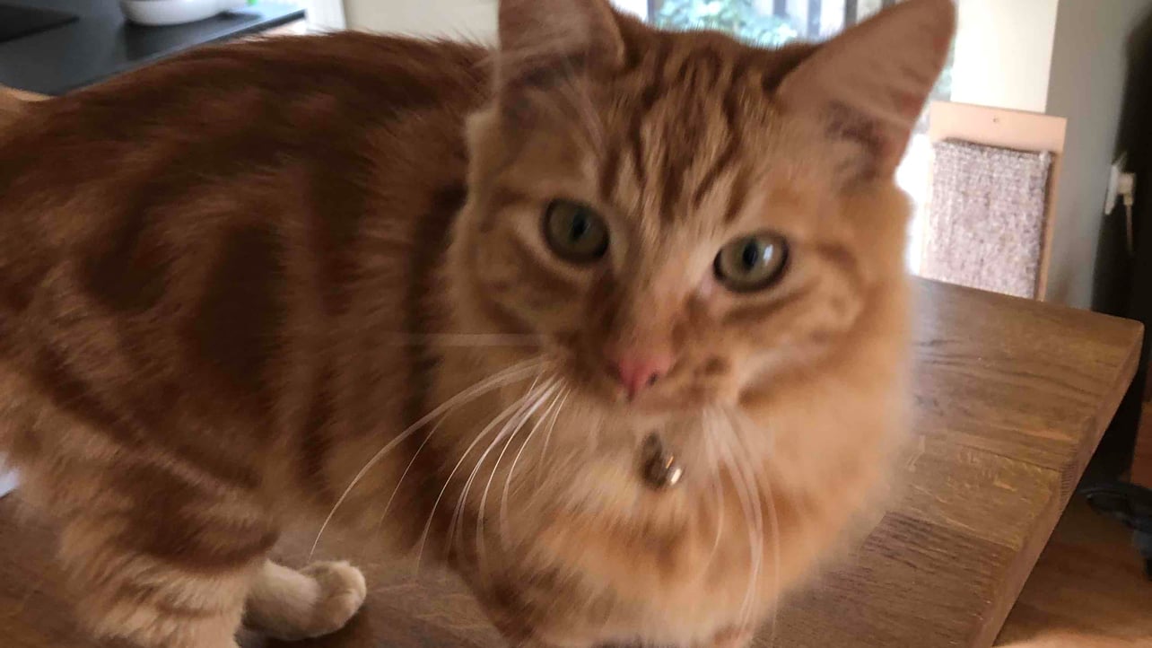 roesevelt.lens Lens social identity (.lens handle) PFP