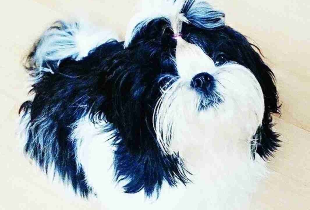 mh (mhworld.lens) Lens social identity (.lens handle) PFP