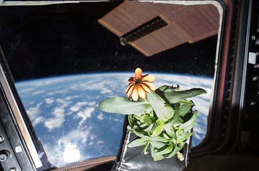 First Flower in Space