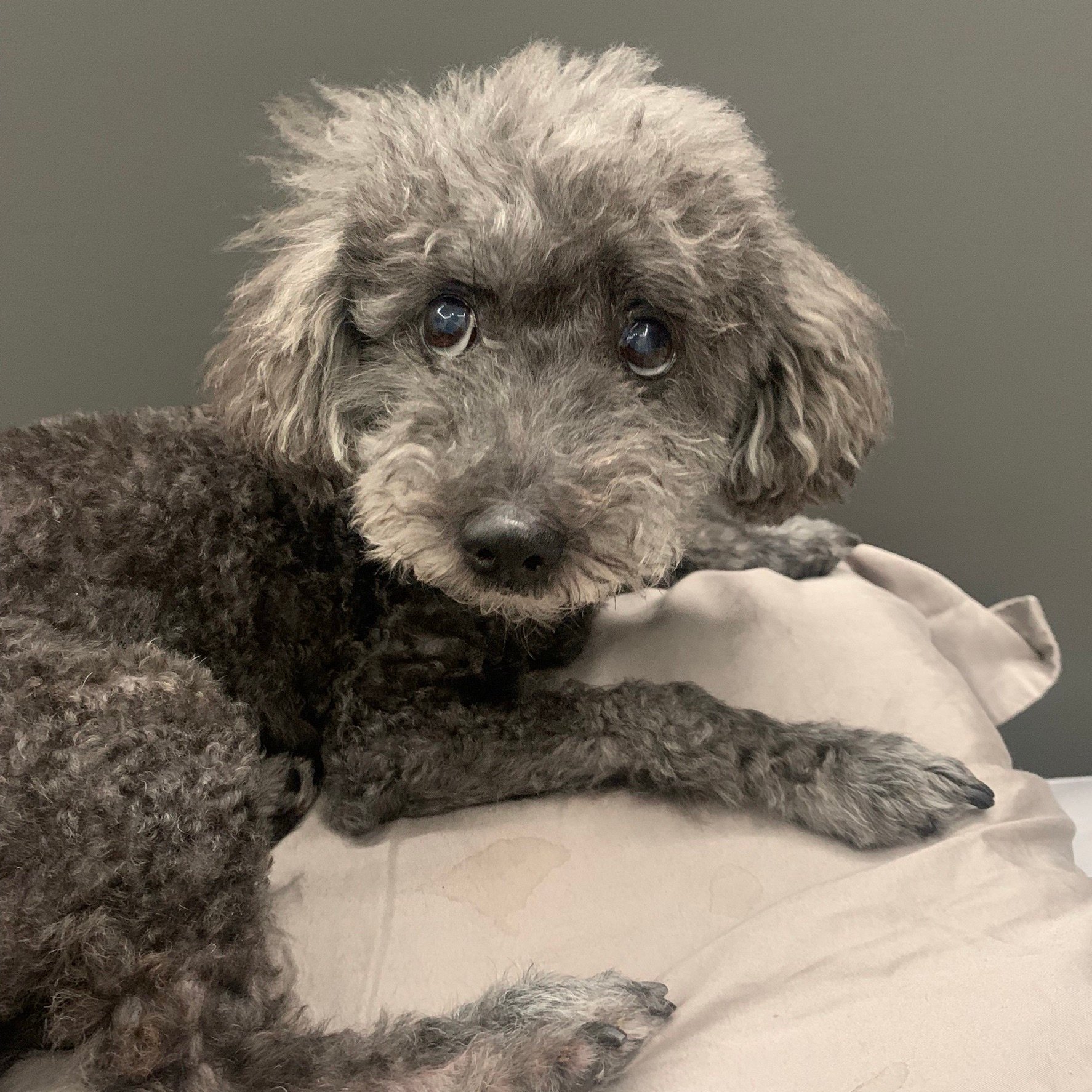 Yiwen (yiwenchi) Farcaster social identity (Fname handle) PFP