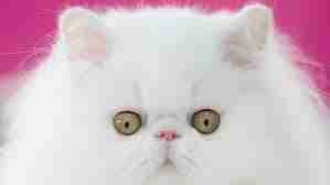 Igor (tylerisches) Farcaster social identity (Fname handle) PFP