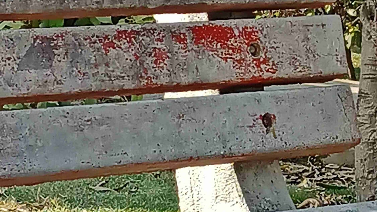 kelseya (kelseya.lens) Lens social identity (.lens handle) PFP