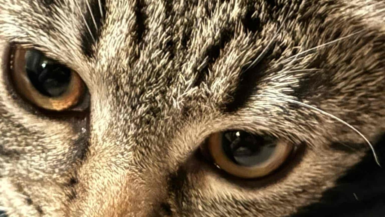 Cloud Madison (cloudmadison) Farcaster social identity (Fname handle) PFP