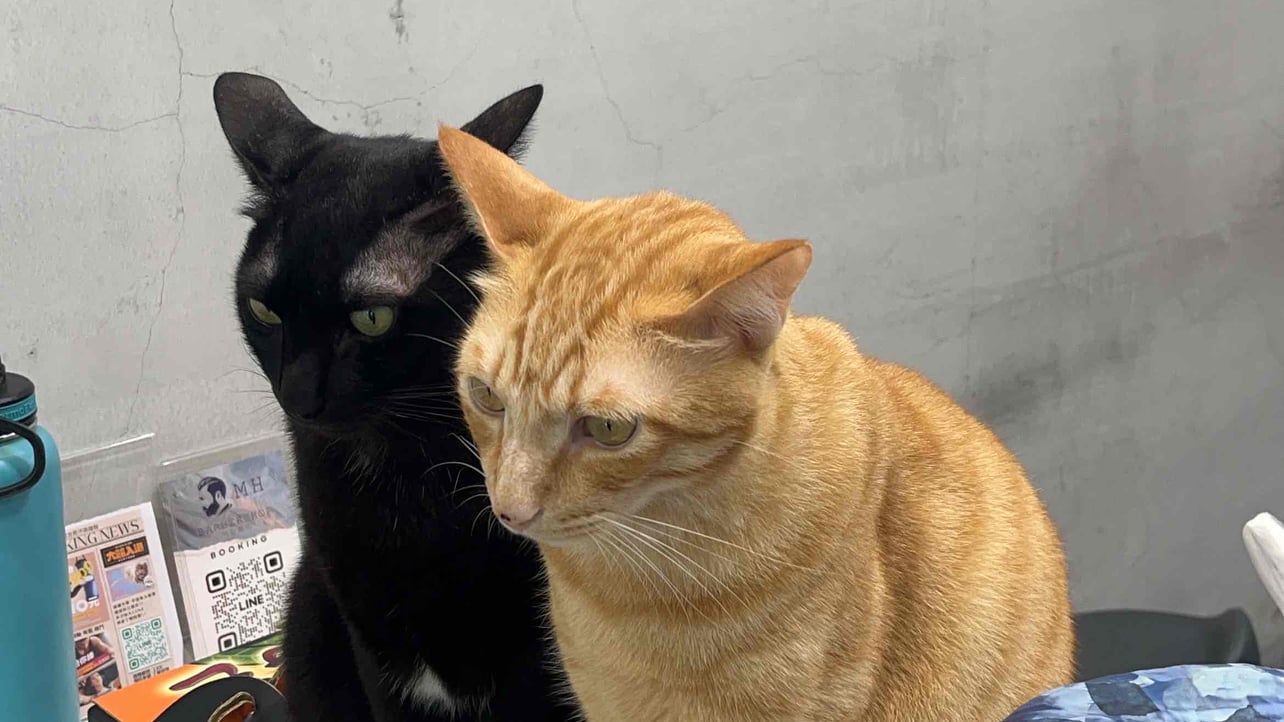 wayne168.lens Lens social identity (.lens handle) PFP