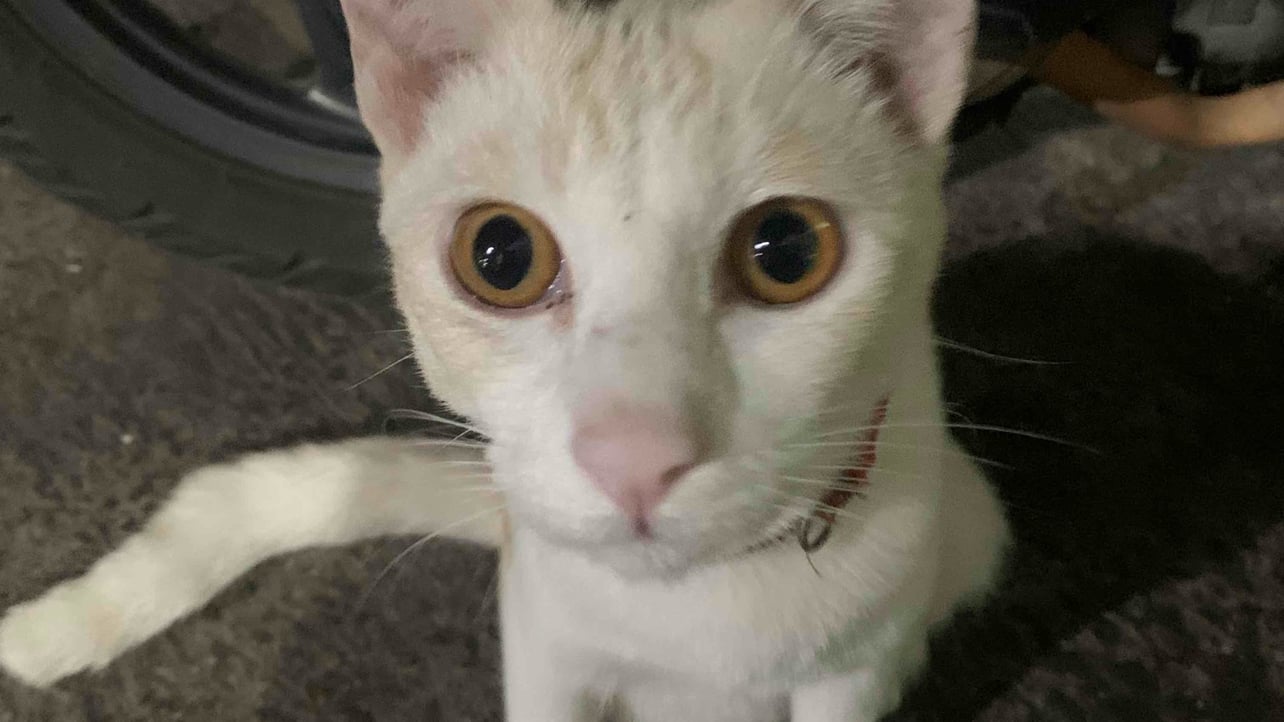 poypoy alpoy (seekorplankton) Farcaster social identity (Fname handle) PFP