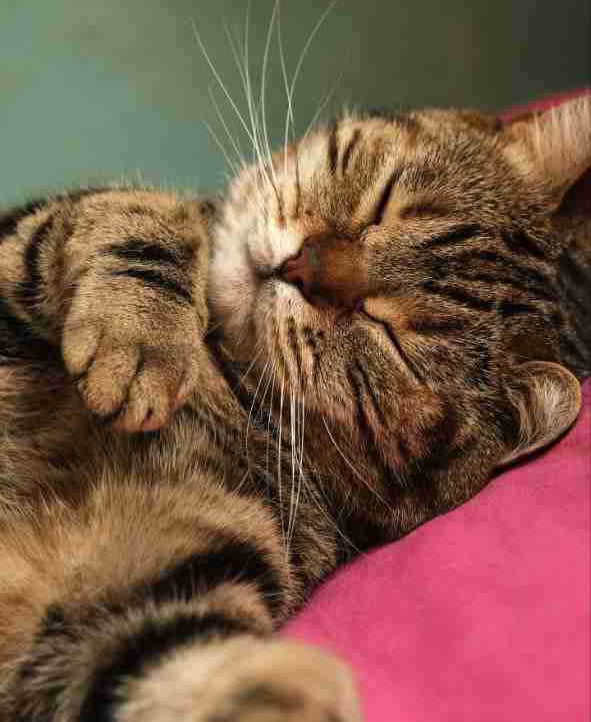 Kaleb Buhlovicov (buhlo) Farcaster social identity (Fname handle) PFP