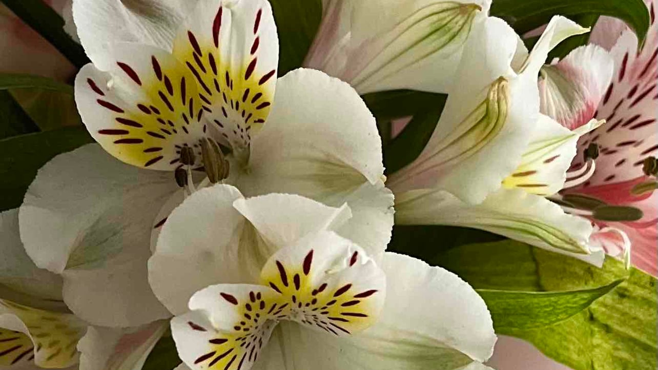 EkateinaF3 (ekaterina113713.lens) Lens social identity (.lens handle) PFP