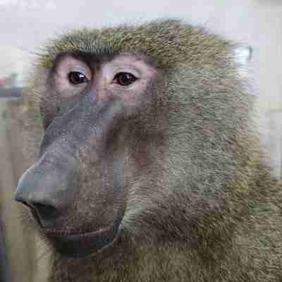 ELVIS APE pfp