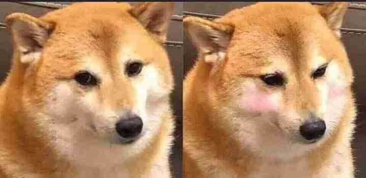 harvester.lens Lens social identity (.lens handle) PFP