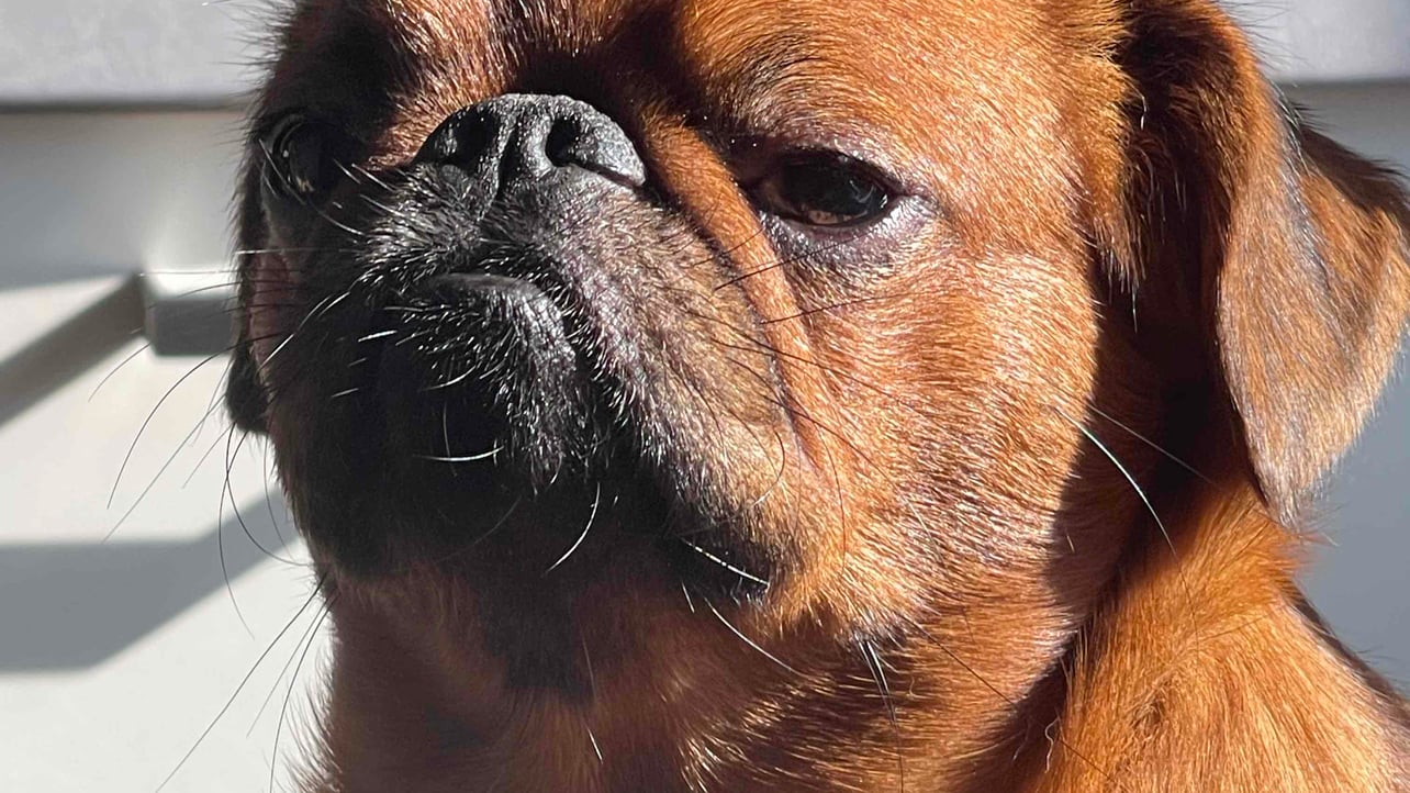 Van (vankek) Farcaster social identity (Fname handle) PFP