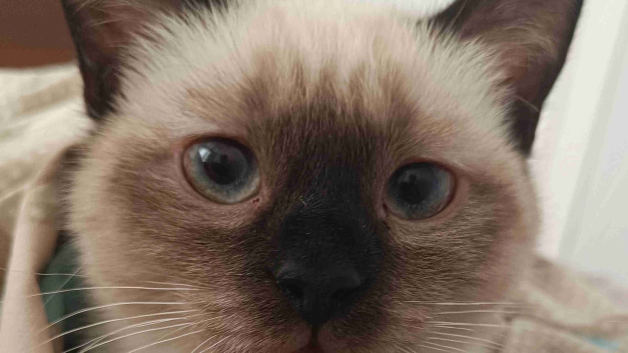 Yusuf (yusufdemirel) Farcaster social identity (Fname handle) PFP