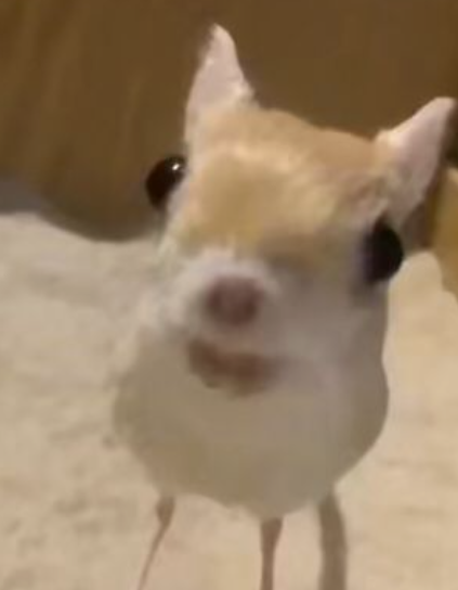 MLianying pfp