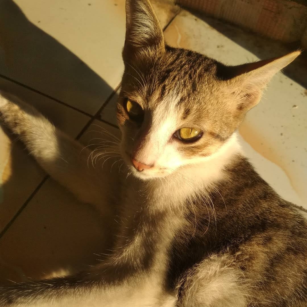 pongky Farcaster social identity (Fname handle) PFP