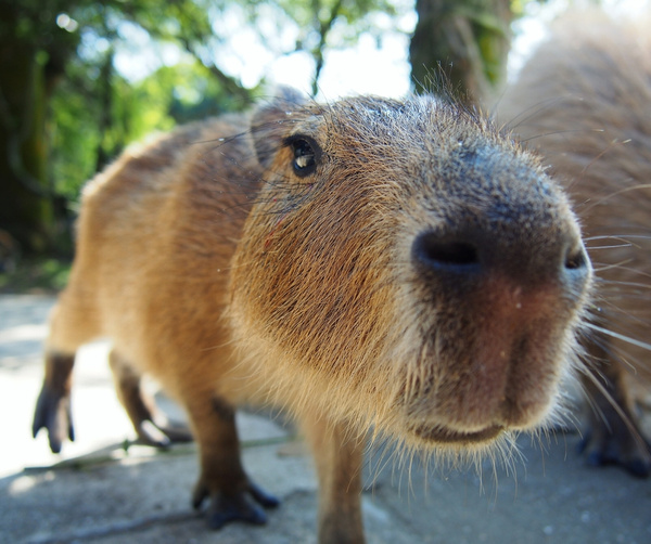 Shootnik (shootnik.lens) Lens social identity (.lens handle) PFP