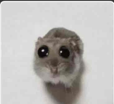 Burrito (burrito3000) Farcaster social identity (Fname handle) PFP