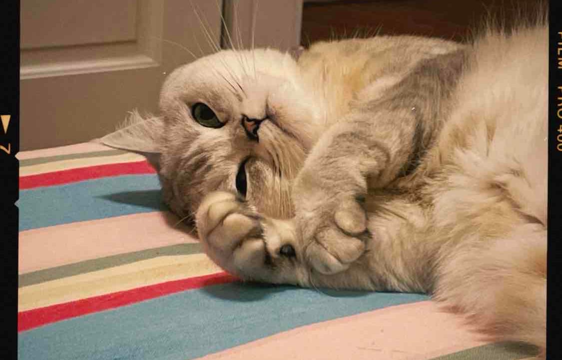 folker Farcaster social identity (Fname handle) PFP