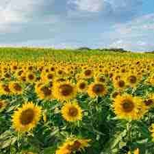 sunflower8 pfp
