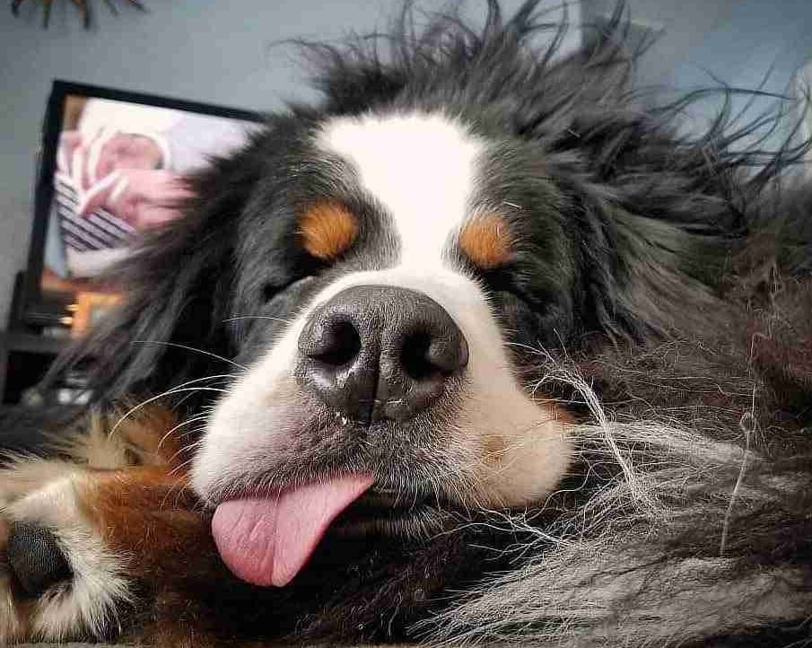 pvk370.lens Lens social identity (.lens handle) PFP