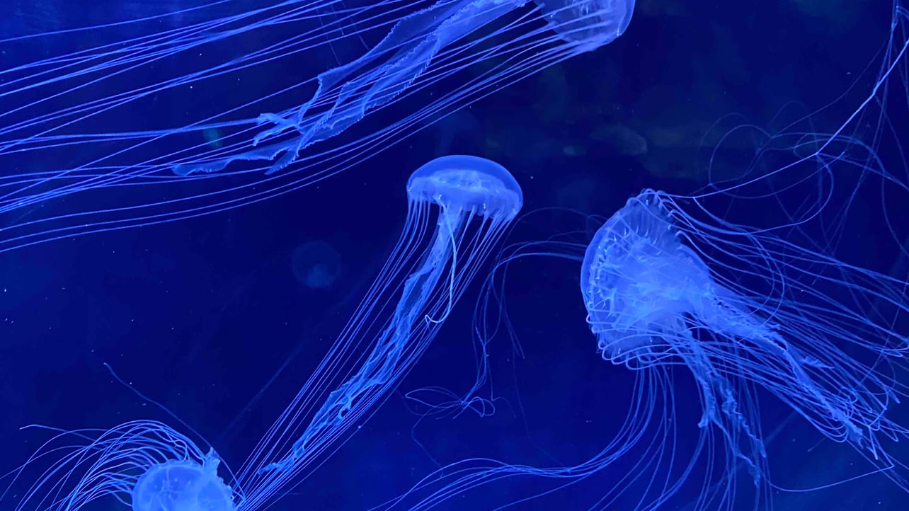 Joaska (joaska) Farcaster social identity (Fname handle) PFP