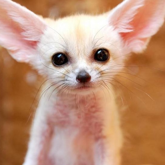 free beer cheer (14034.lens) Lens social identity (.lens handle) PFP