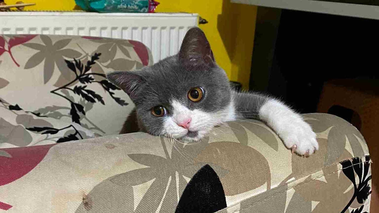 Erol  (erolb) Farcaster social identity (Fname handle) PFP